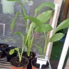 Turmeric Live Plant – Curcuma Longa – Potted Herb for Culinary & Health Benefits - Image 1