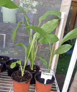Turmeric Live Plant – Curcuma Longa – Potted Herb for Culinary & Health Benefits - Image 1