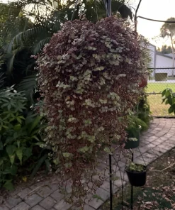 Turtle Vine Live Plant - Creeping Inchplant for Hanging Baskets - Image 1