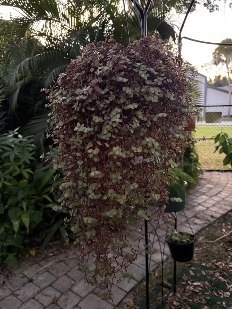 Turtle Vine Live Plant - Creeping Inchplant for Hanging Baskets - Image 1