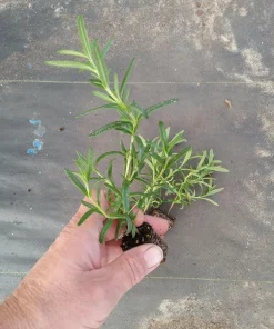 Tuscan Blue Rosemary Live Plants (Pack of 3) – 5-8 Inches Tall – Fragrant Culinary Herb for Gardens & Containers - Image 2