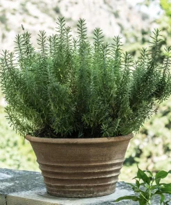 Tuscan Blue Rosemary Live Plants (Pack of 3) – 5-8 Inches Tall – Fragrant Culinary Herb for Gardens & Containers - Image 3