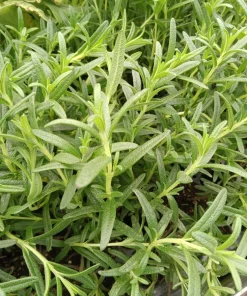 Tuscan Blue Rosemary Live Plants (Pack of 3) – 5-8 Inches Tall – Fragrant Culinary Herb for Gardens & Containers - Image 5