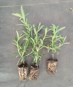 Tuscan Blue Rosemary Live Plants (Pack of 3) – 5-8 Inches Tall – Fragrant Culinary Herb for Gardens & Containers - Image 6