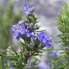 Tuscan Blue Rosemary Live Plants (Pack of 3) – 5-8 Inches Tall – Fragrant Culinary Herb for Gardens & Containers - Image 1