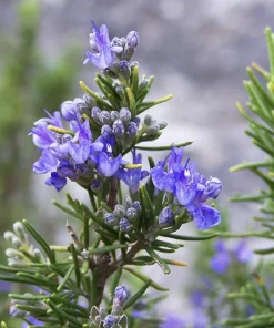 Tuscan Blue Rosemary Live Plants (Pack of 3) – 5-8 Inches Tall – Fragrant Culinary Herb for Gardens & Containers - Image 1