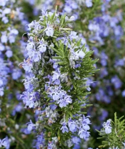 Tuscan Blue Rosemary Live Plants (Pack of 3) – 5-8 Inches Tall – Fragrant Culinary Herb for Gardens & Containers - Image 7