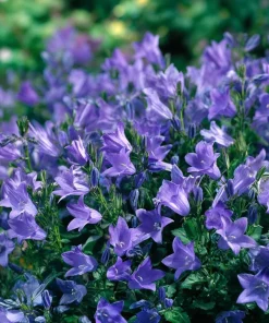 Tussock Bellflower Seeds – 700 Heirloom Campanula carpatica Seeds for Gardens - Image 2