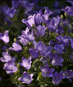Tussock Bellflower Seeds – 700 Heirloom Campanula carpatica Seeds for Gardens - Image 3