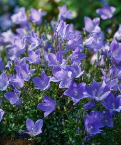 Tussock Bellflower Seeds – 700 Heirloom Campanula carpatica Seeds for Gardens - Image 4