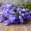 Tussock Bellflower Seeds – 700 Heirloom Campanula carpatica Seeds for Gardens - Image 1