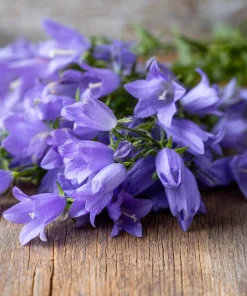 Tussock Bellflower Seeds – 700 Heirloom Campanula carpatica Seeds for Gardens - Image 1