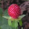 Tuttifrutti Strawberry Seeds - 50 Count Indian Strawberry Seeds for Garden - Image 1