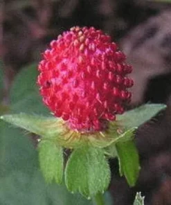 Tuttifrutti Strawberry Seeds - 50 Count Indian Strawberry Seeds for Garden - Image 1