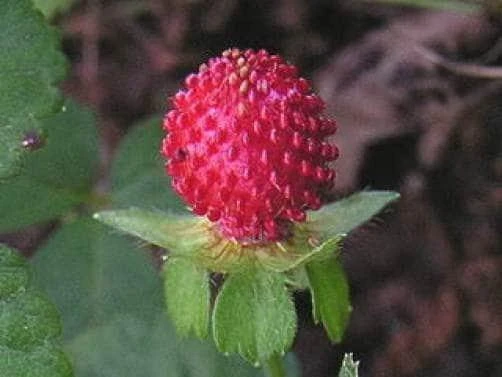 Tuttifrutti Strawberry Seeds - 50 Count Indian Strawberry Seeds for Garden - Image 1
