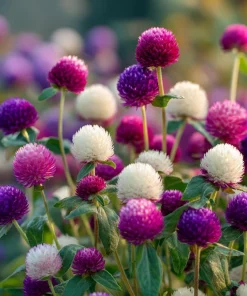 Twilight Purple Globe Amaranth Seeds - 50 Seeds, Long-Lasting Blooms, Outdoor - Image 2