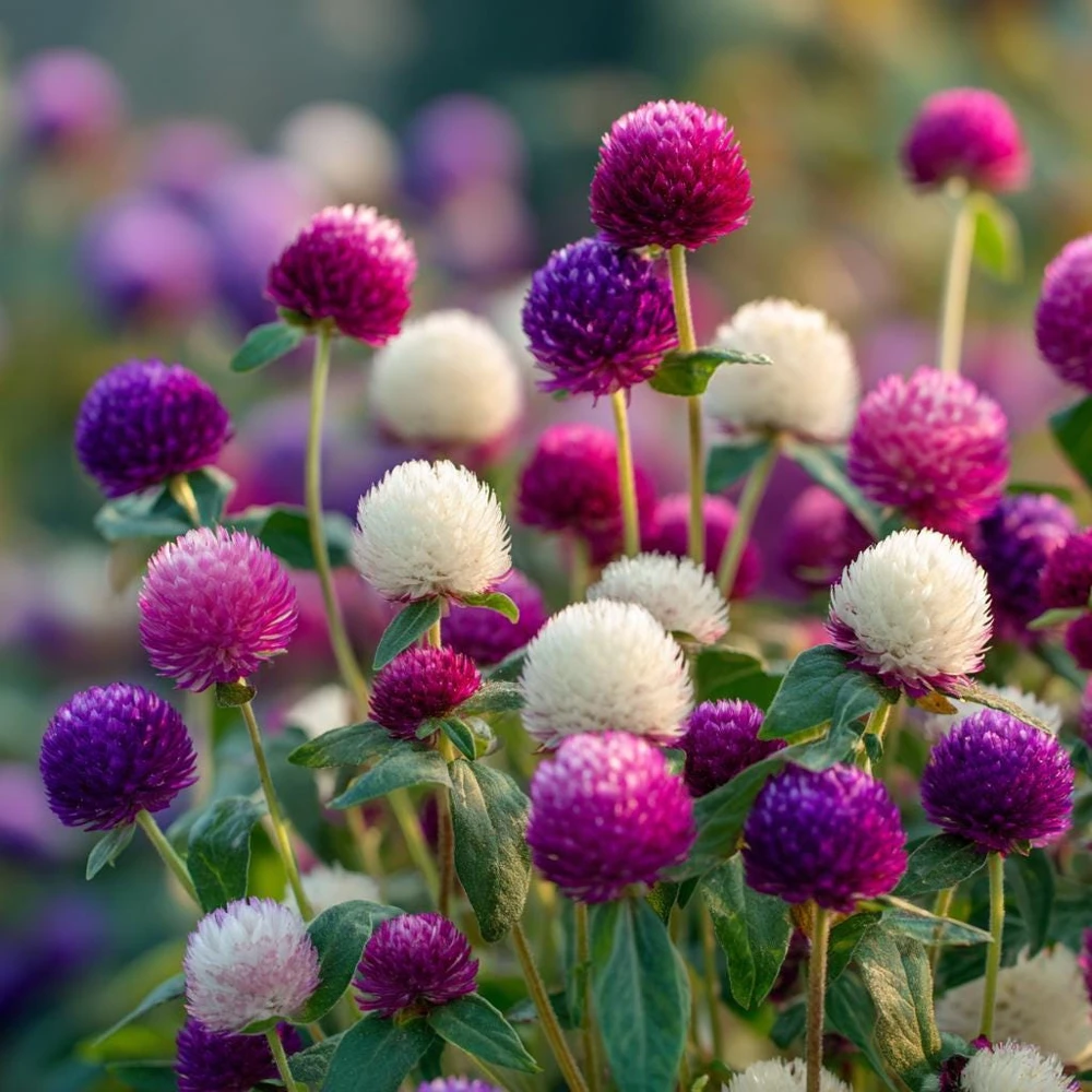 Twilight Purple Globe Amaranth Seeds - 50 Seeds, Long-Lasting Blooms, Outdoor - Image 2