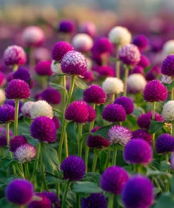 Twilight Purple Globe Amaranth Seeds - 50 Seeds, Long-Lasting Blooms, Outdoor - Image 3