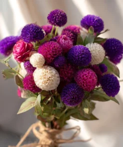 Twilight Purple Globe Amaranth Seeds - 50 Seeds, Long-Lasting Blooms, Outdoor - Image 4