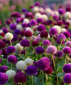 Twilight Purple Globe Amaranth Seeds - 50 Seeds, Long-Lasting Blooms, Outdoor - Image 5