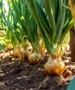 Utah Yellow Onion Seeds - 200 Heirloom Long Day Onion Seeds for Garden - Image 2