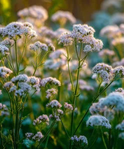 Valerian Seeds 100 Count – Heirloom Medicinal Herb for Relaxation - Image 2