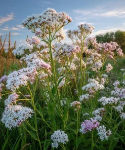 Valerian Seeds 100 Count – Heirloom Medicinal Herb for Relaxation - Image 3