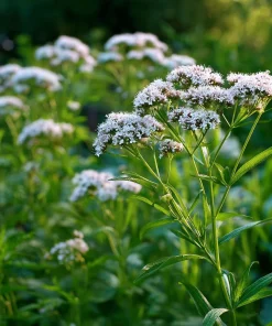 Valerian Seeds 100 Count – Heirloom Medicinal Herb for Relaxation - Image 4