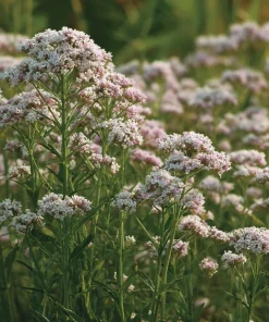 Valerian Seeds 100 Count – Heirloom Medicinal Herb for Relaxation - Image 5
