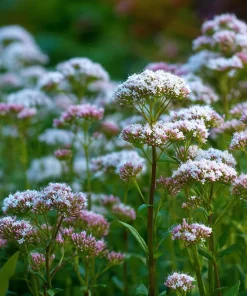 Valerian Seeds 100 Count – Heirloom Medicinal Herb for Relaxation - Image 6