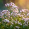 Valerian Seeds 100 Count – Heirloom Medicinal Herb for Relaxation - Image 1