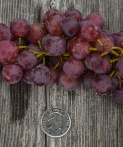 Vanessa Red Seedless Grape Live Vine Plant - 1-2 Year Old, Well Rooted, Outdoor - Image 3