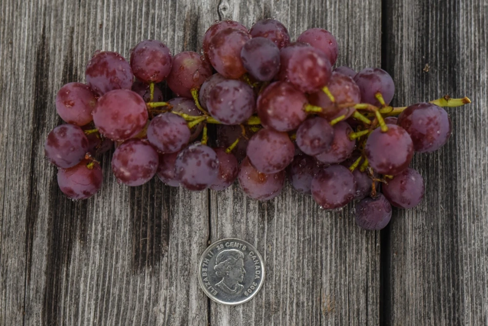 Vanessa Red Seedless Grape Live Vine Plant - 1-2 Year Old, Well Rooted, Outdoor - Image 3