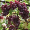Vanessa Red Seedless Grape Live Vine Plant - 1-2 Year Old, Well Rooted, Outdoor - Image 1