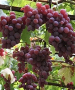 Vanessa Red Seedless Grape Live Vine Plant - 1-2 Year Old, Well Rooted, Outdoor - Image 1