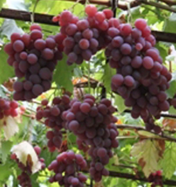 Vanessa Red Seedless Grape Live Vine Plant - 1-2 Year Old, Well Rooted, Outdoor - Image 1