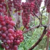 Vanessa Red Seedless Grape Vine Live Plant - 1-2 Year Old, Red, Outdoor - Image 1