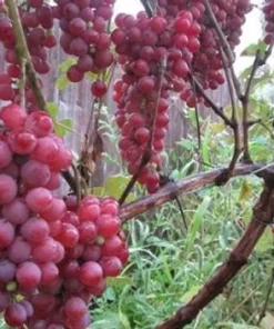 Vanessa Red Seedless Grape Vine Live Plant - 1-2 Year Old, Red, Outdoor - Image 1