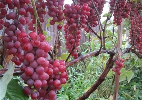 Vanessa Red Seedless Grape Vine Live Plant - 1-2 Year Old, Red, Outdoor - Image 1