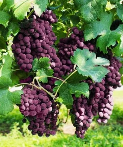 Vanessa Red Seedless Grape Vine Live Plant - 1-2 Year Old, Red, Outdoor - Image 2