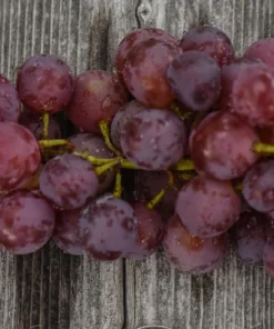Vanessa Red Seedless Grape Vine Live Plant - 1-2 Year Old, Red, Outdoor - Image 3