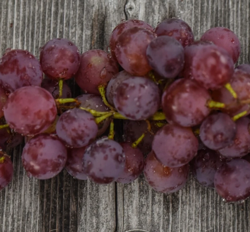 Vanessa Red Seedless Grape Vine Live Plant - 1-2 Year Old, Red, Outdoor - Image 3