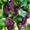Vanessa Red Seedless Grape Vine Live Plant - 1-2 Yr Old - Outdoor - Edible - Image 1
