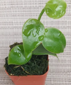 Vanilla planifolia Live Orchid Plant – Vanilla Bean Vine – 2 inch Pot – Tropical Climbing Plant - Image 2