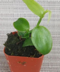 Vanilla planifolia Live Orchid Plant – Vanilla Bean Vine – 2 inch Pot – Tropical Climbing Plant - Image 3