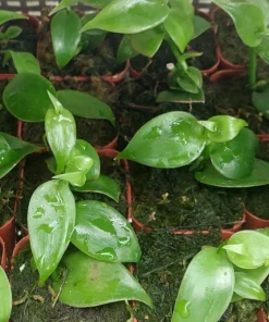 Vanilla planifolia Live Orchid Plant – Vanilla Bean Vine – 2 inch Pot – Tropical Climbing Plant - Image 4