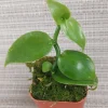 Vanilla planifolia Live Orchid Plant – Vanilla Bean Vine – 2 inch Pot – Tropical Climbing Plant - Image 1