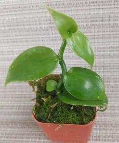 Vanilla planifolia Live Orchid Plant – Vanilla Bean Vine – 2 inch Pot – Tropical Climbing Plant - Image 1