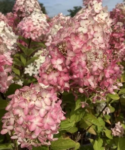 Vanilla Strawberry Hydrangea Live Plant - 6-12