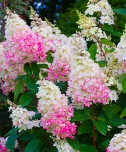 Vanilla Strawberry Hydrangea Live Plant - 6-12